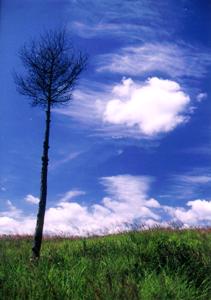 家系図製作 家系図製作